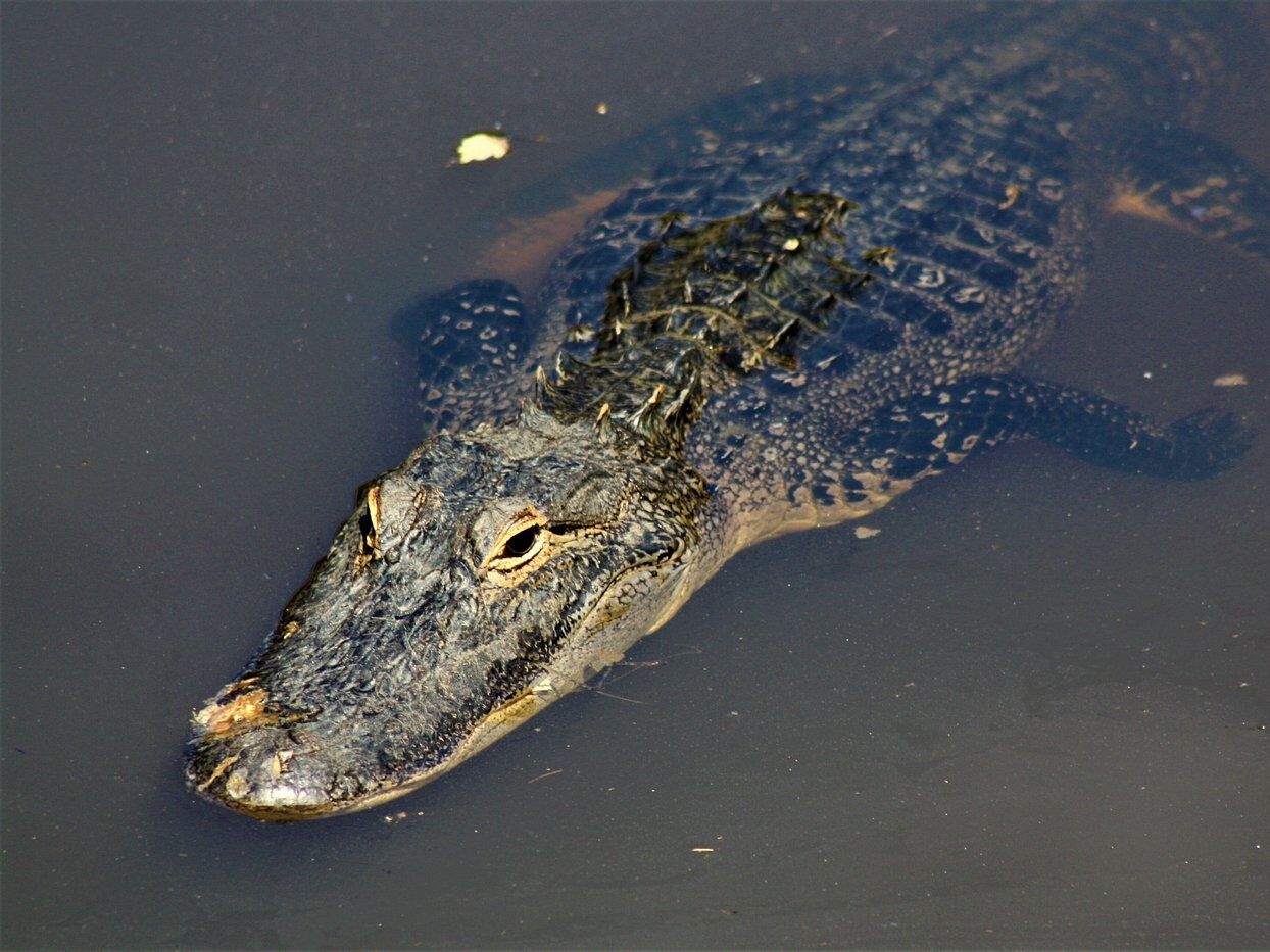 Picture of Gator Boardwalk
